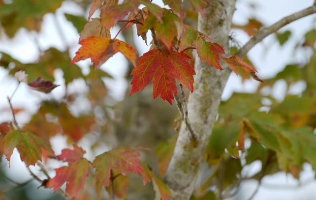 Get It Growing: Fall color explained